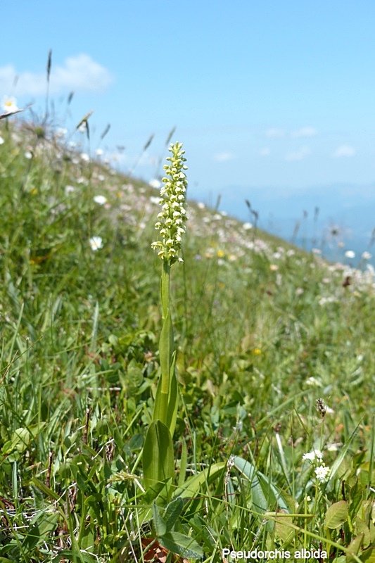 Pseudorchis albida e la variante tricuspis nel Parco nazionale del Gran Sasso e Laga